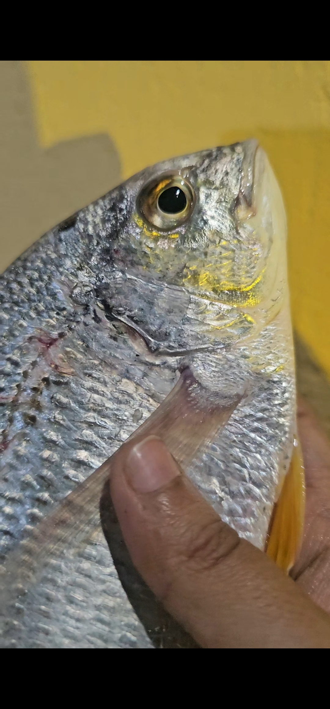 Premium Raw Seafood Quality 3