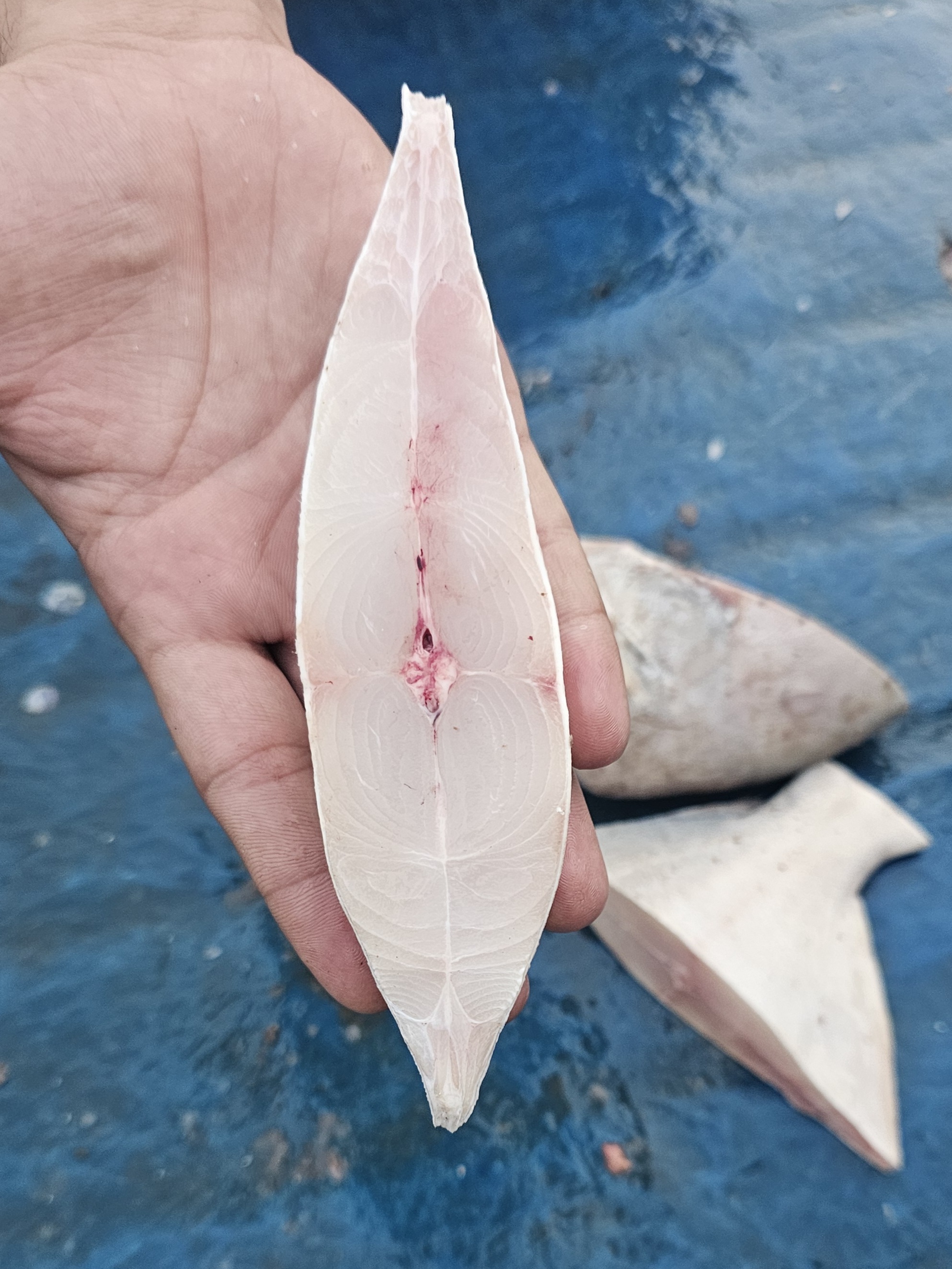 Premium Raw Seafood Quality 9