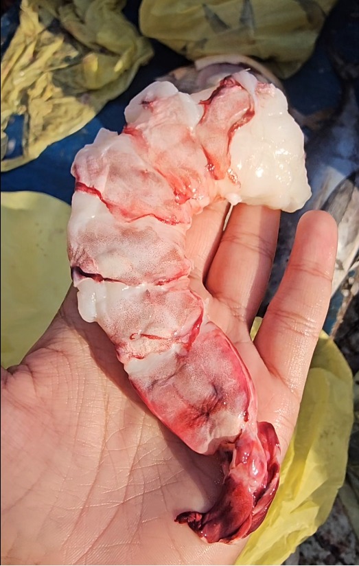 Fresh Catch