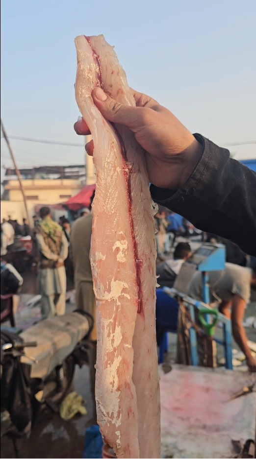Export Grade Seafood
